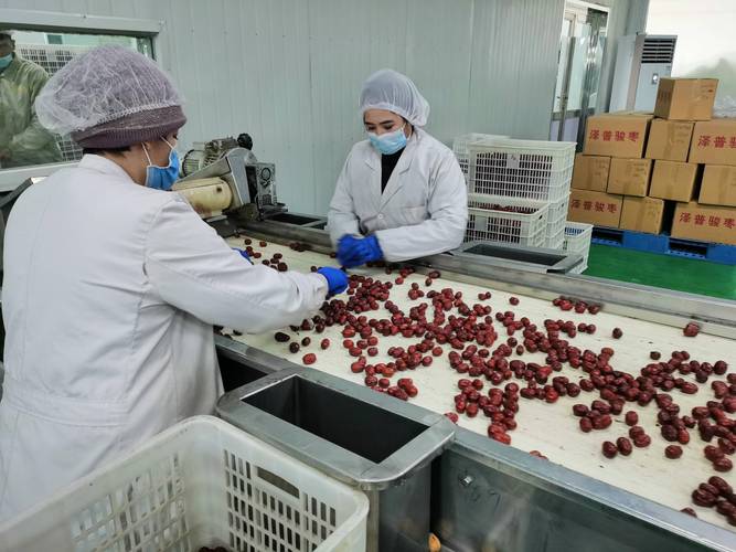上海援疆:农产品深加工助推乡村振兴开新局
