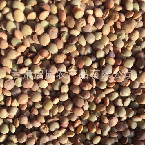 启辰农产品源头厂家
